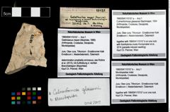 Foto (Objekt + Etikett) von Culmenformosa glaessneri (Bachmayer, 1954)  (NHMW-GEO-1990-0041-10157a)